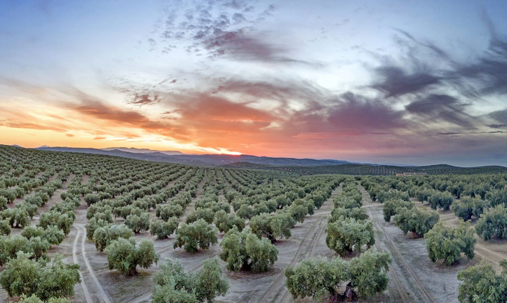 Fiesta Gastronómica del Aceite y la Miel