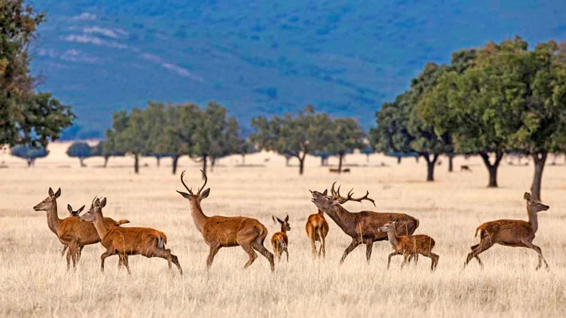 Fiesta Gastronómica de la Caza