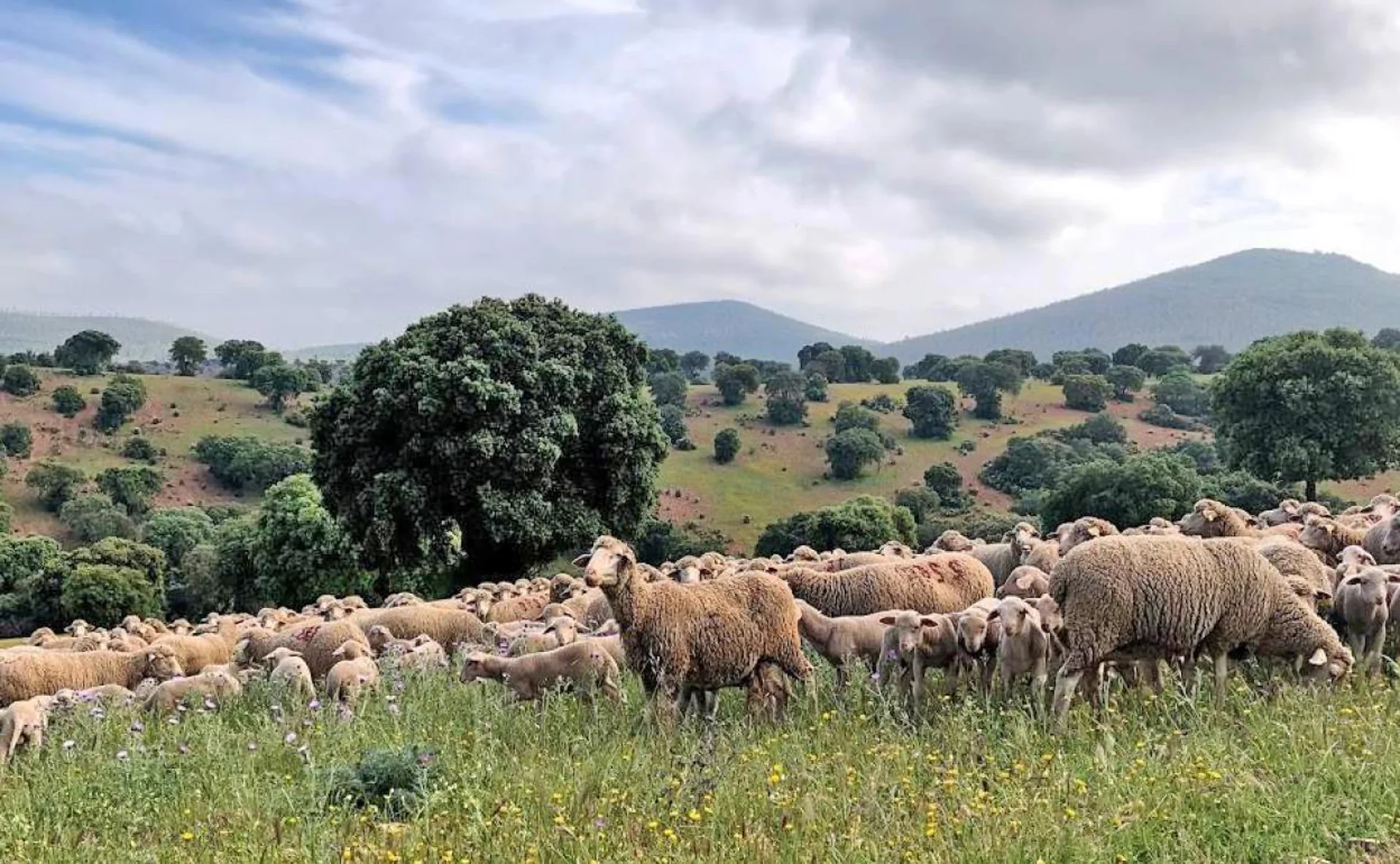 Fiesta Gastronómica del Cordero y el Pimentón