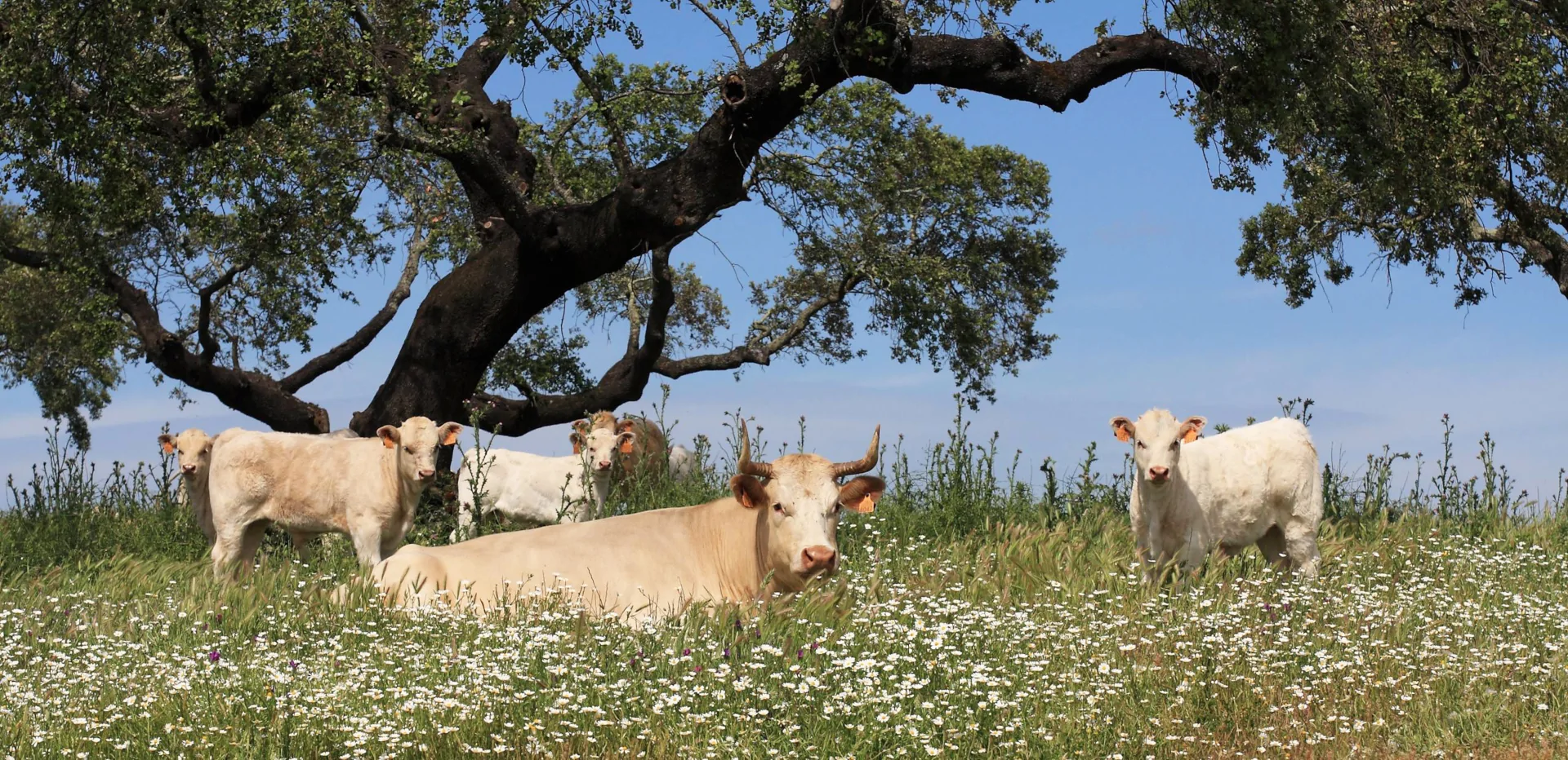 Fiesta Gastronómica de la Vaca y la Ternera