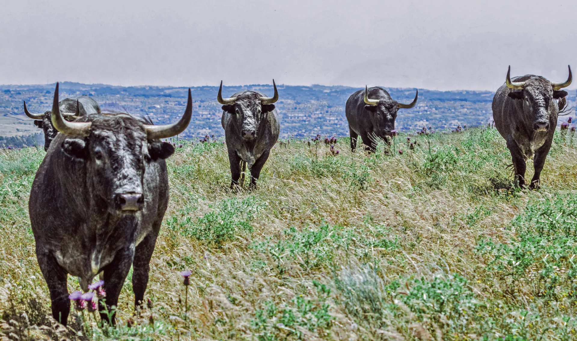 Fiesta Gastronómica del Toro de Lidia