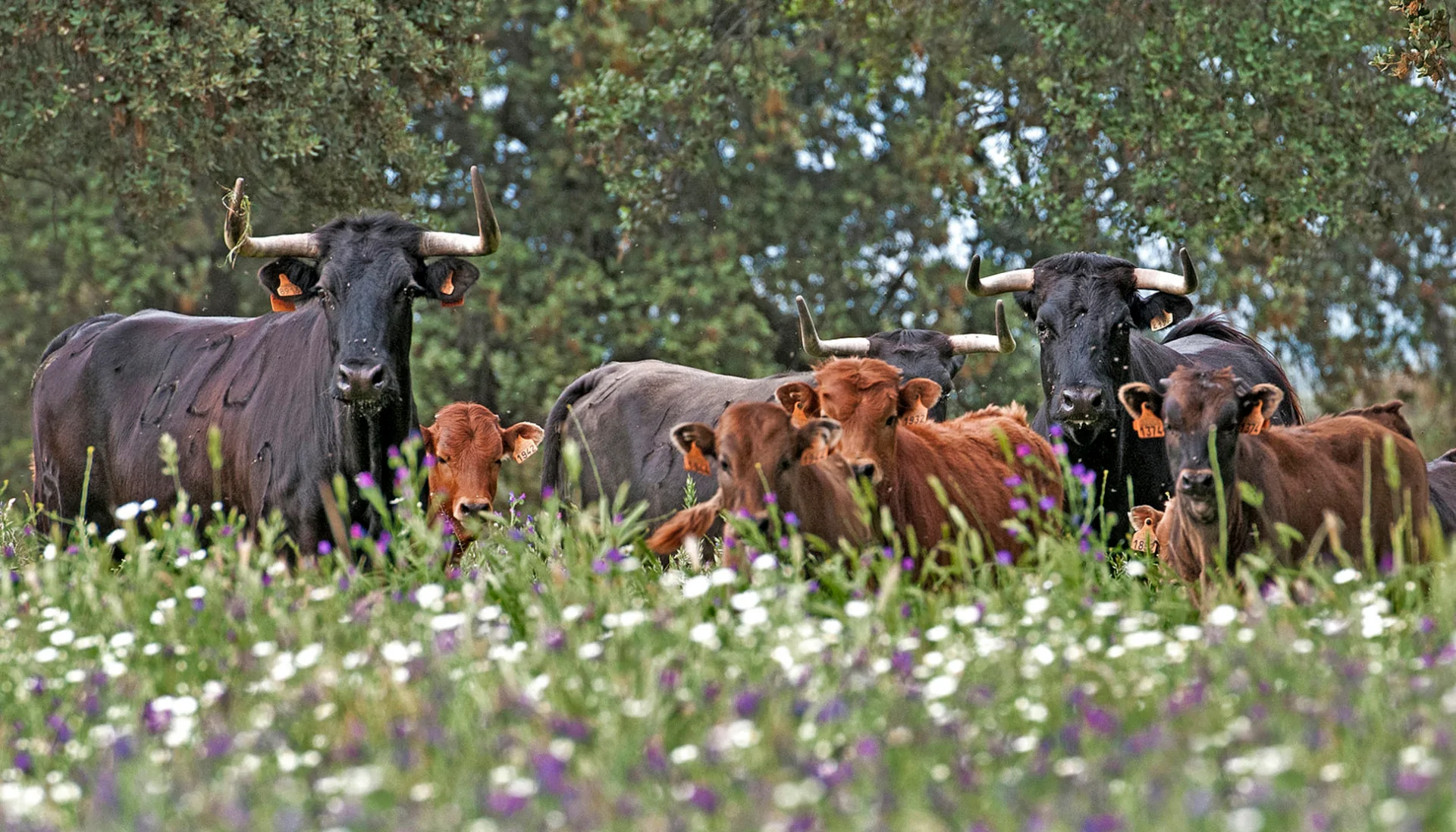 Fiesta Gastronómica del Toro de Lidia y la Cereza