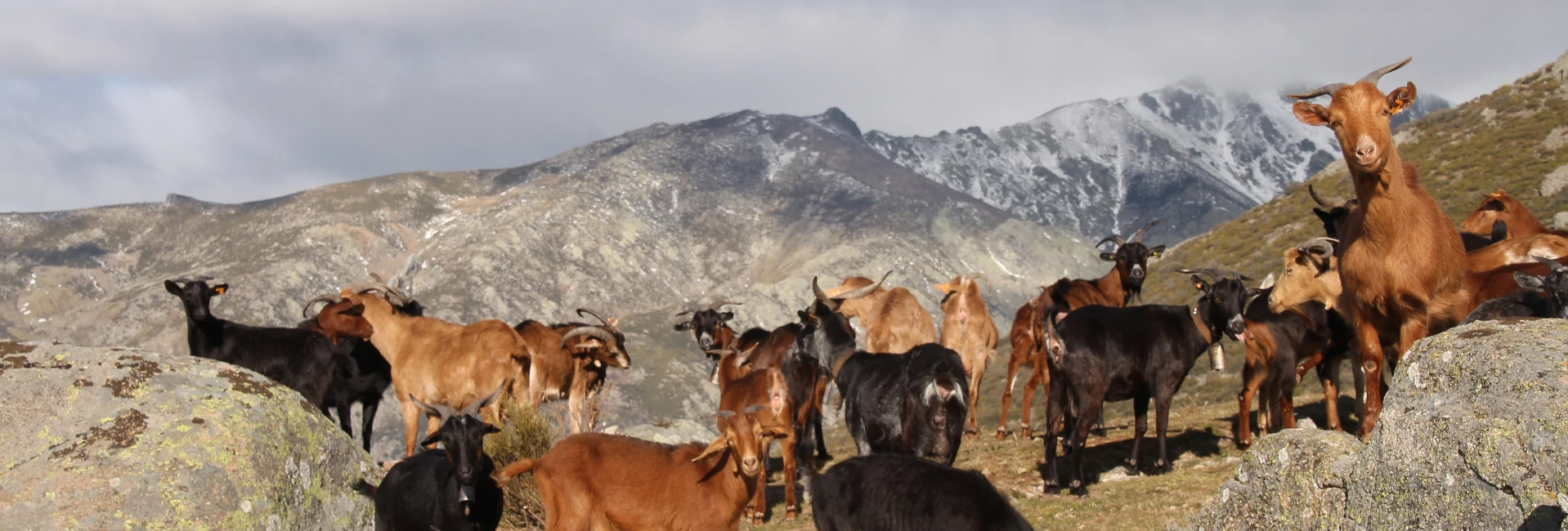 Fiesta Gastronómica del Cabrito