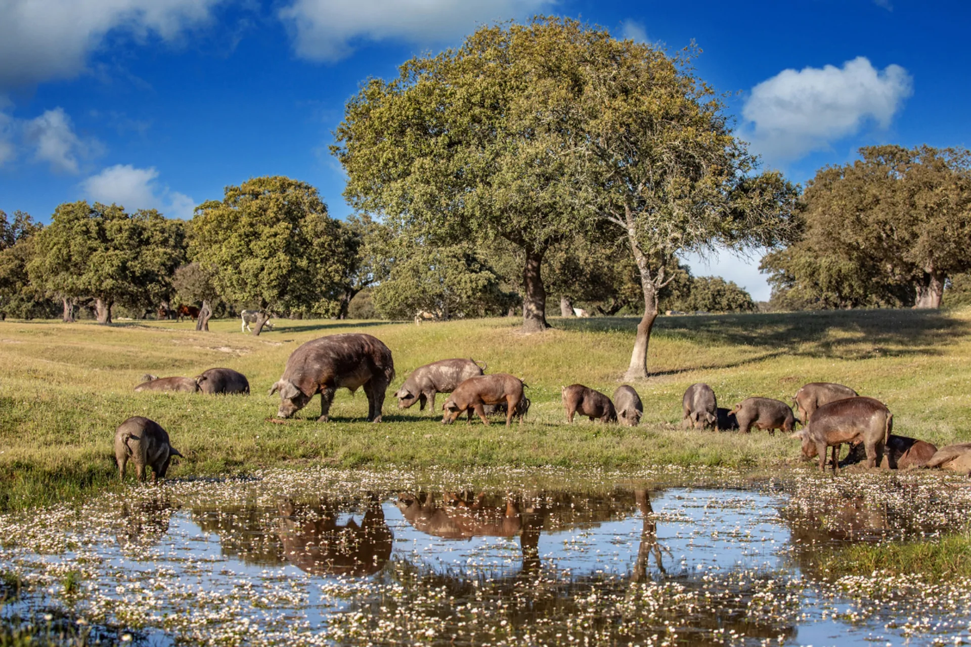 Fiesta Gastronómica del Cerdo Ibérico