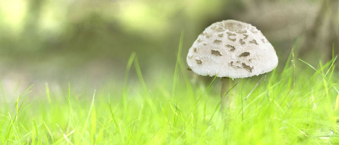 Jornadas Micológicas